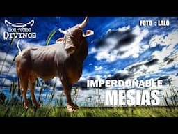 '' EL IMPERDONABLE TORO EL MESIAS''  2015 DE LOS TOROS DIVINOS