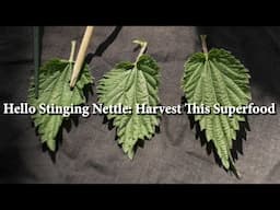 Harvesting Nettle Love! Primetime for this Healing Wild SuperFood