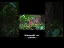 Island #survival challenge with Tom McElroy and Azrael as they use #bushcraft and #primitiveskills