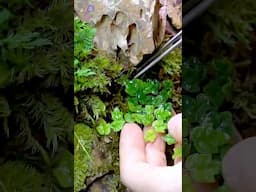 Building a Mini Ecosystem Waterfall Terrarium