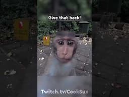 MONKEY STEALS CAMERA! 🐵