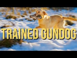 Labrador trained to hunt and retrieve