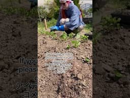 Planting Indigo Seedlings - (Dye)aries 2023 苗の地植え