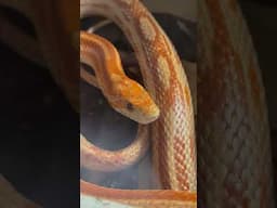 Such a Beautiful Corn Snake