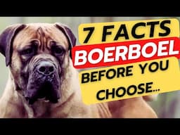 BOERBOEL - before you get a boerboel!