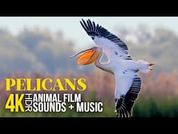 Pelican: One of the Largest Waterbirds in the World - 4KHDR Beautiful Wildlife Film + Relaxing Music