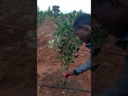 Dylan plucking an #apple in my brother's Kanyarkwat #farm #farming #nature #organicfarming #farmer