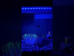 Glow fish night view