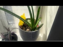 Repotting my aloe Vera plant | How to repot | Garden Ideas & DIY