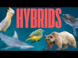 Incredible Hybrid Animals - Wholphins, Grolar Bears, Ligers and More