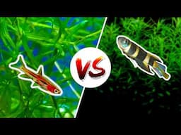 Chili Rasbora vs Clown Killifish — Which is Better?