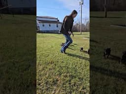 "J" Litter Doberman Puppies 6 Wks Old Practicing Qualifiers For The Kentucky Doberman Derby