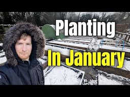 Planting In January And An Allotment Update