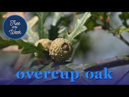 Tree of the Week: Overcup Oak