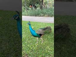 so pretty but i may have been a little scared #hawaii #peacock #wildbirds #hawaiilife  #hawaiicheck