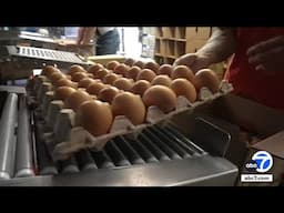 Egg heist: 100,000 eggs stolen from trailer in Pennsylvania