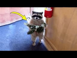 Raccoon Carries Kitten Into Vet's Office - He Turns Pale Realizing Why