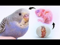 My 100 Day Documentary on the Growth of Baby Budgie Chicks