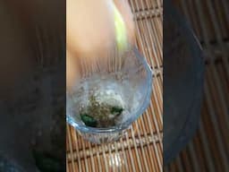 Make Hajmola Shikanji In Just 2 Min in summer for kids😍#ASMR #trending #shikanji  #summerdrink