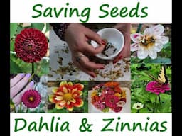 ASMR Gardening ~ Saving Seeds from Dahlias and Zinnias I Grew ~ Crinkly Dry Flowers Sound So Good!!