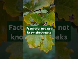 Facts you may not know about oak trees #rhs #trees #treestory