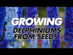 Growing Delphiniums From Seeds Using 2 Methods With Results! 🥶🌿 Sowing Delphinium Seeds