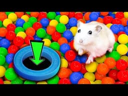 🌈🐹 Hamster Escape: DIY Hamster Maze | Best Pet Maze Challenge - Amazing Maze for Hamster 😱