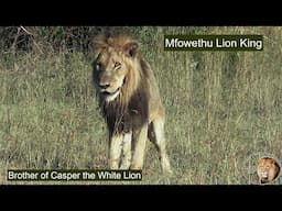 The End For Mfowethu Shishangaan, Brother Of Casper The White Lion