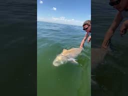 Check Out This GIANT Black Drum!🥁