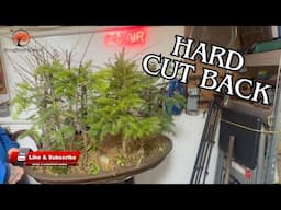 THE BEST Bonsai Forest Pruning Techniques for Beginners