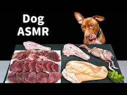 BEST DOG ASMR MUKBANG PITBULL EATING RAW FOODS