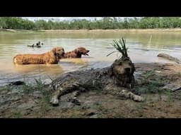 Silliest Creature on Earth - Funny and Cute Golden Retriever Dog