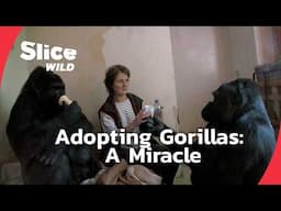 Adopting Two Gorillas: A Wildlife Story of Love and Care | SLICE WILD