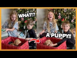 NEW PUPPY SURPRISE COMPILATION 2025 | WHOLESOME SURPRISE MOMENTS