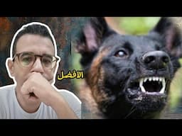 كلب المالينو هو افضل كلب في العالم لهذه الاسباب  Malinois dog is the best dog