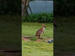 Wallabies in the Garden