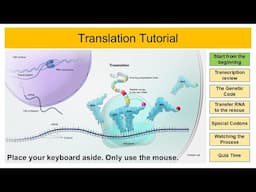 Translation Tutorial (free preview)