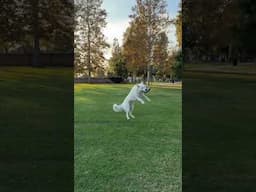 Kibo rates frisbee 10/10  🤗 #whiteswissshepherd #bergerblancsuisse #frisbeedog