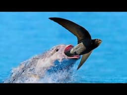 Fish vs Bird | The Fish That Eat Birds