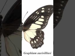 Graphium aurivilliusi - Extinct African Mystery Butterfly