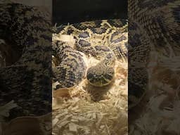 Big Eastern Diamondback Rattlesnake