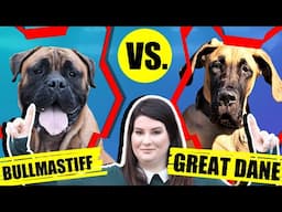 BULLMASTIFF VS GREAT DANE