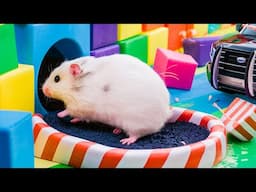 😱 Hamster Escape Maze - Hamster Cute pets Maze #hamsterescape #mazediytraps #543