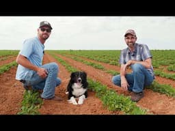 Stay Ahead Of Weeds - Finger Weeding Peanuts Before They Peg