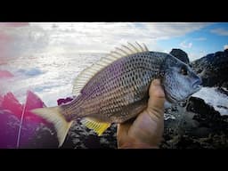 Beach and Rock Fishing for Yellow Fin Bream