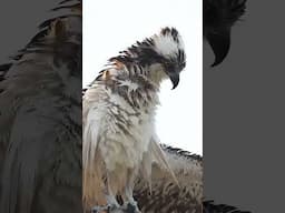 Osprey perches on a tiny pole and watches the world go by.