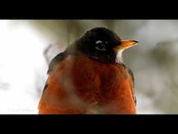 WINTER ROBIN PORTRAIT #robin