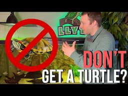 Should You Really Get a Turtle?