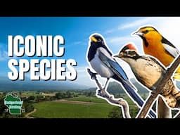 Epic California Birding! Searching for Iconic Species