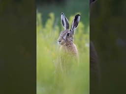 Fastest land-mammal in the UK! 💨// #britishwildlife #shorts #britishwildlife #canonphotography